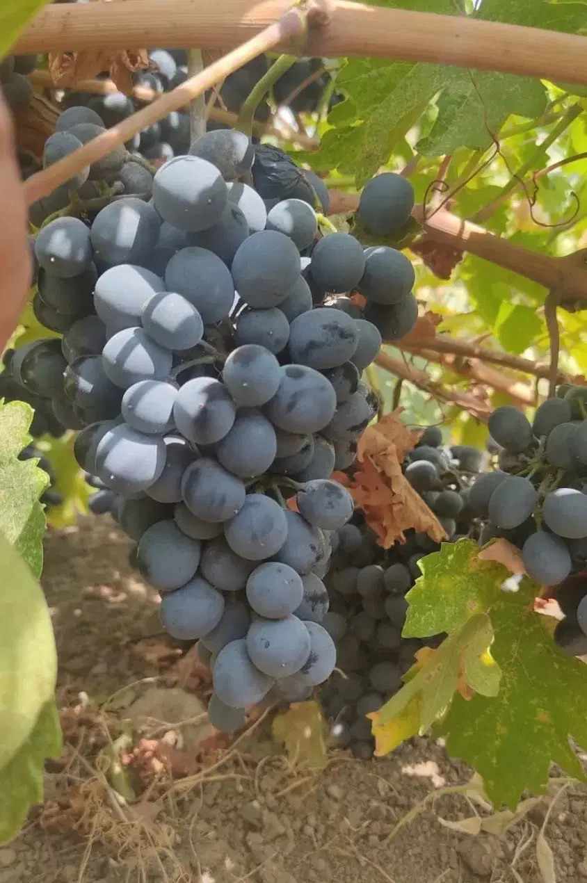 باغ انگور در روستای تاتار