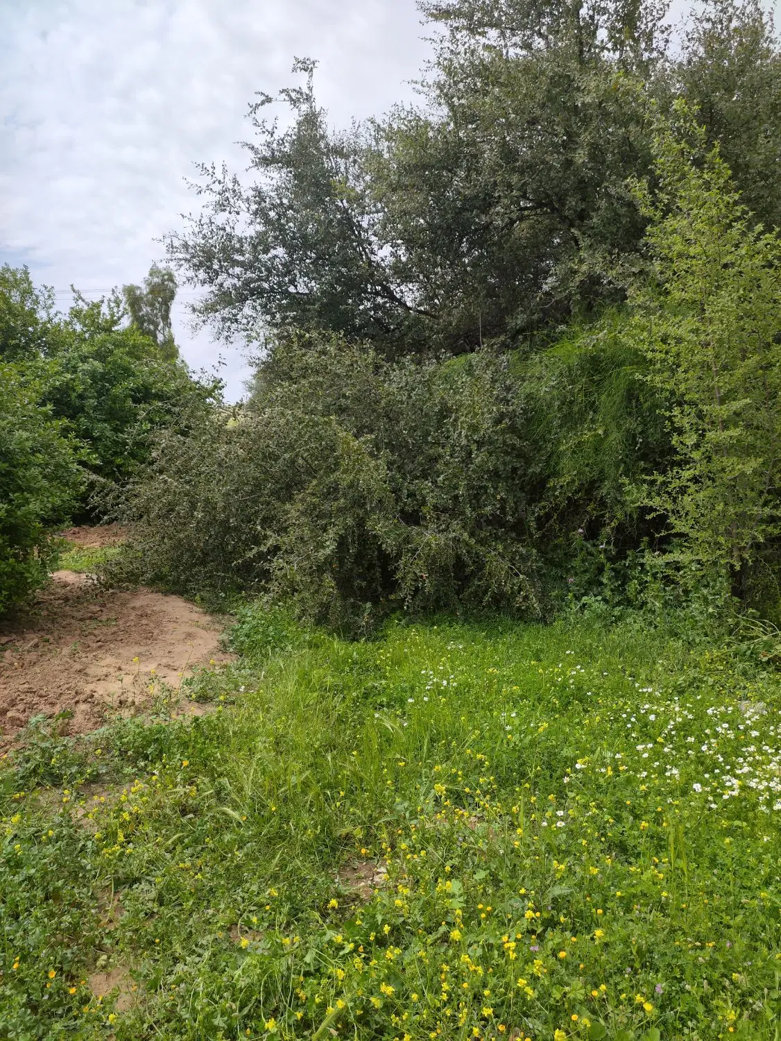 باغ لیمو ۷ساله