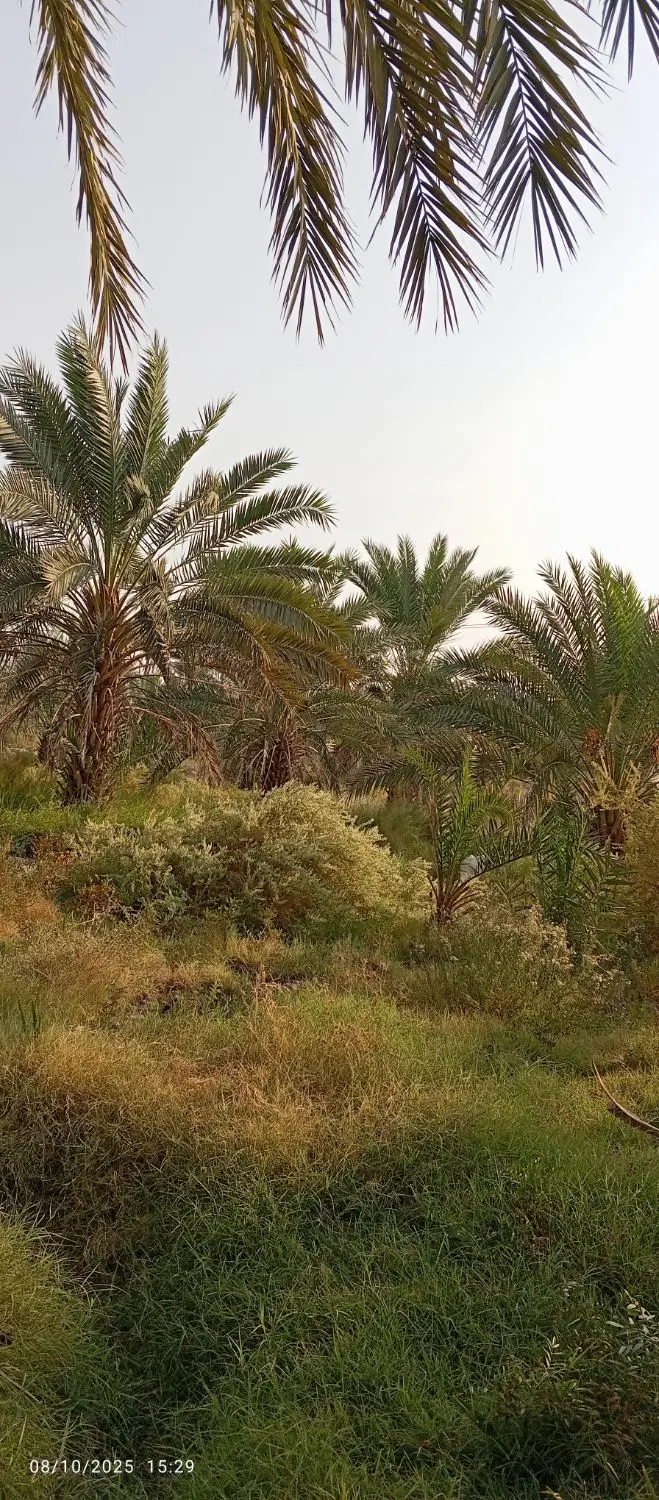 خانه اجاره‌ای