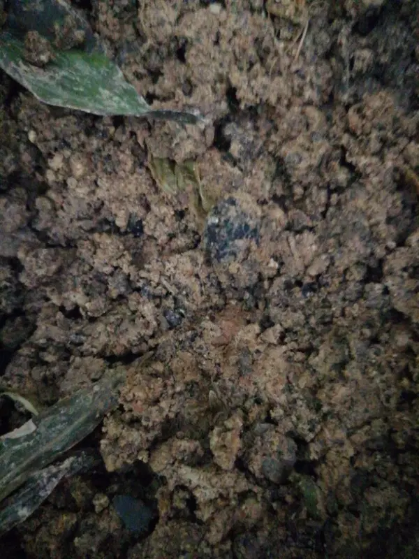 زمین سیروان روستای اسلامیه