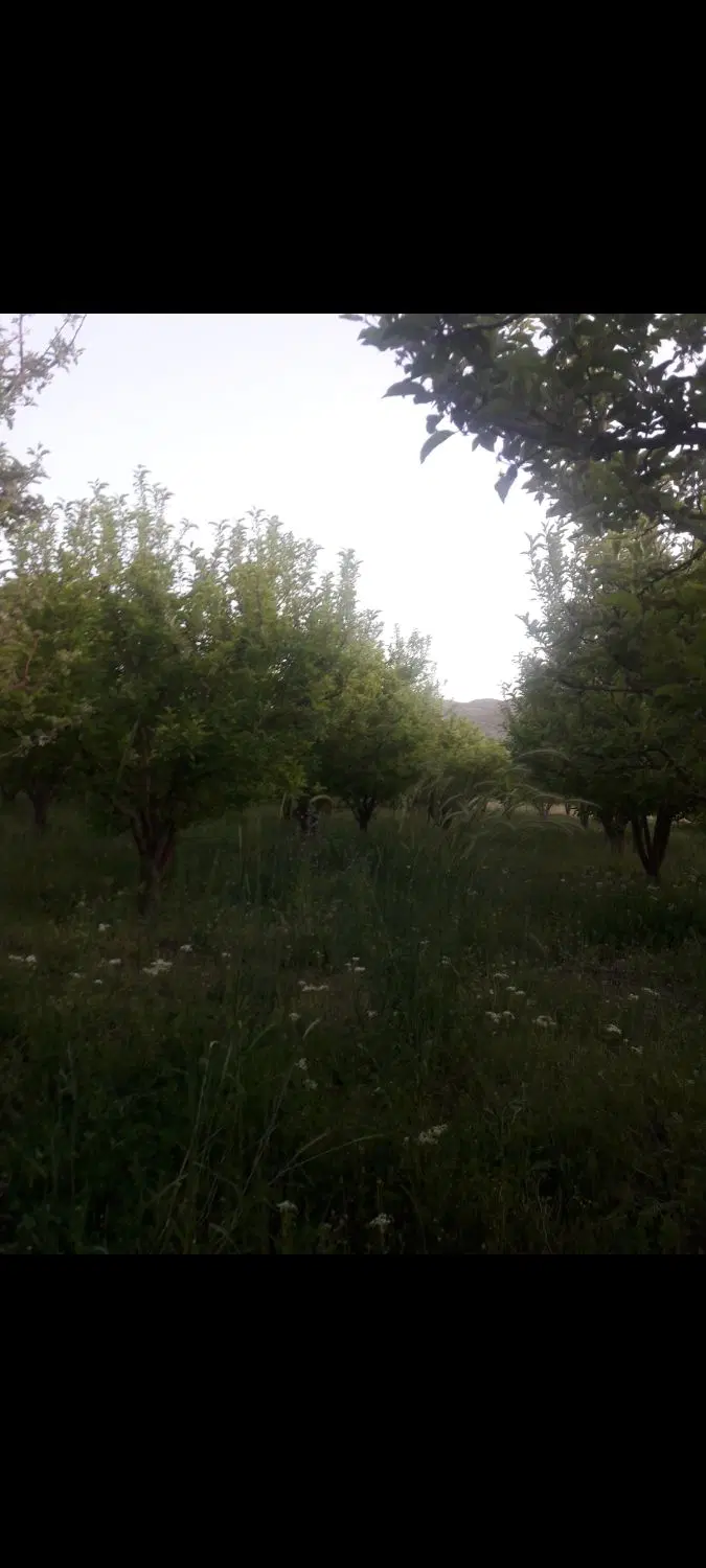 فروش باغ ثمری در منطقه کاکان .