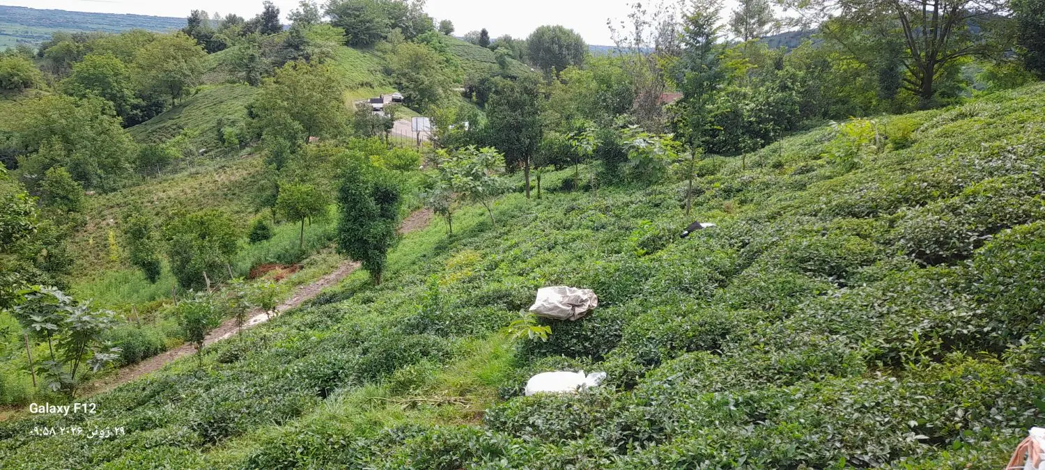 زمین ها باغی ارزان قیمت جای سرسبز جاده دار