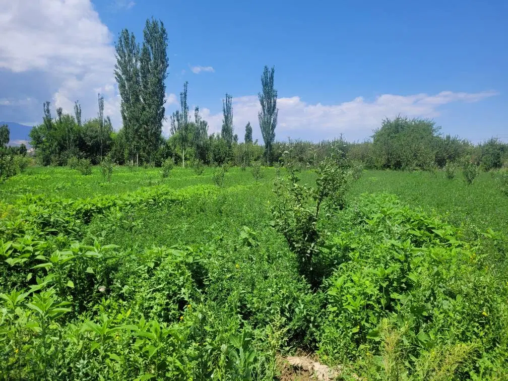 فروش زمین کشاورزی