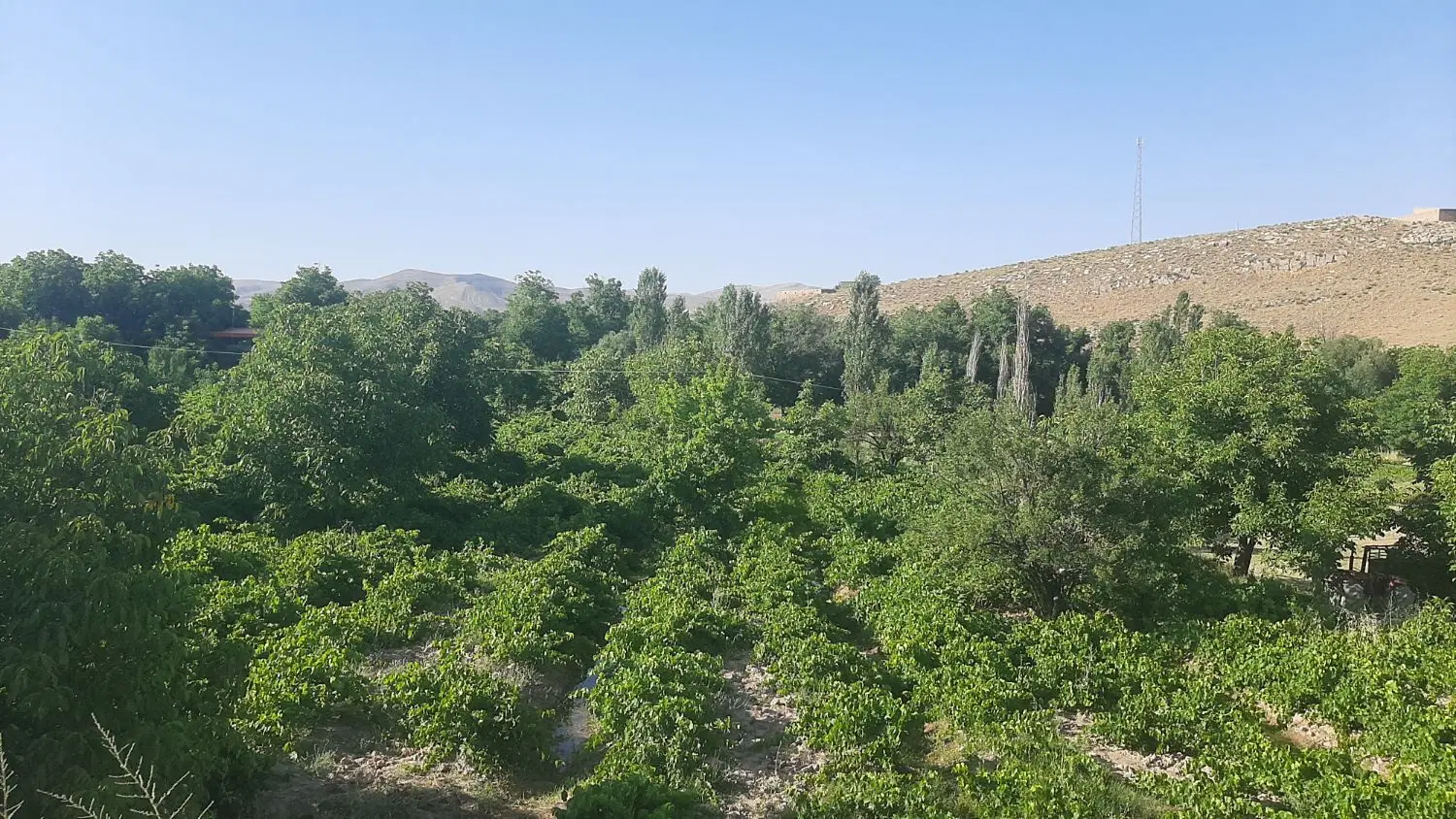 باغ انگوری فروشی