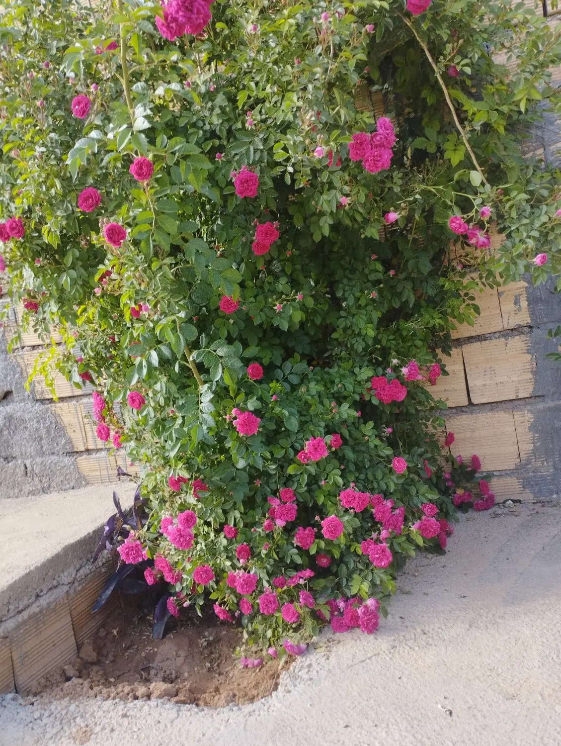 فروش خانه باغ لوکس با درختان ۵ ساله