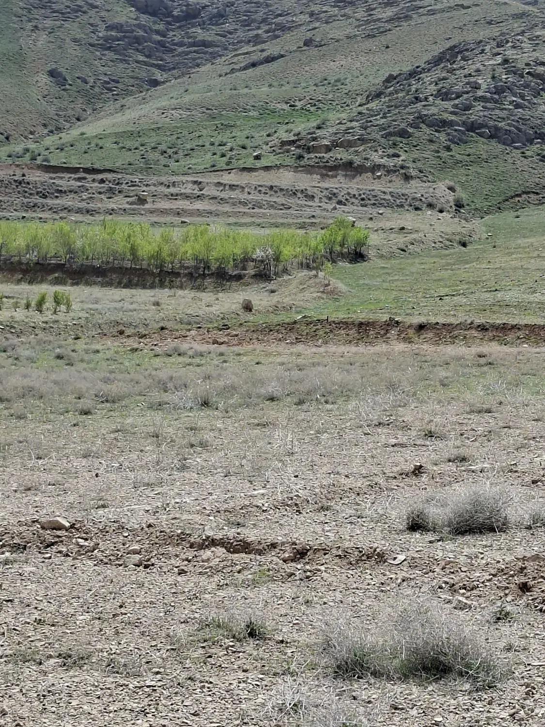 زمین زمین