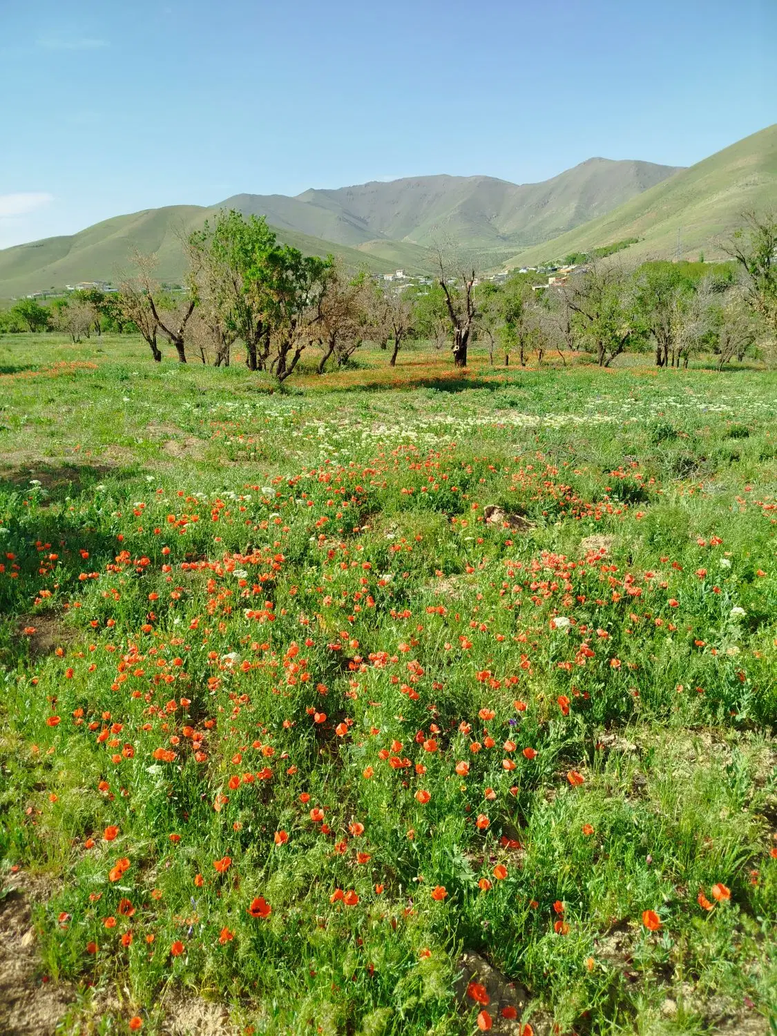 زمین سند دار دیناراباد(یولاق)