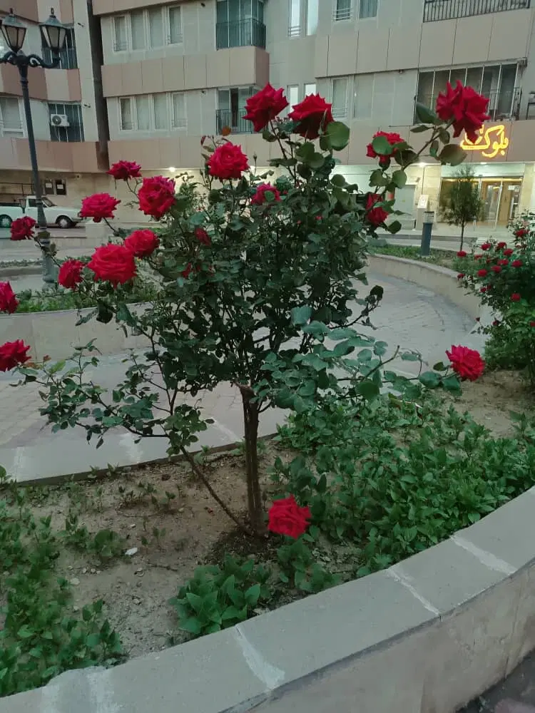 برج کاملیا الگلی فروشی متراژهای متفاوت