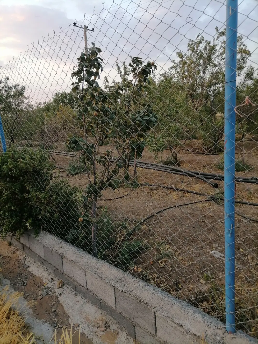باغ فروشی سه کیلومتری خمین