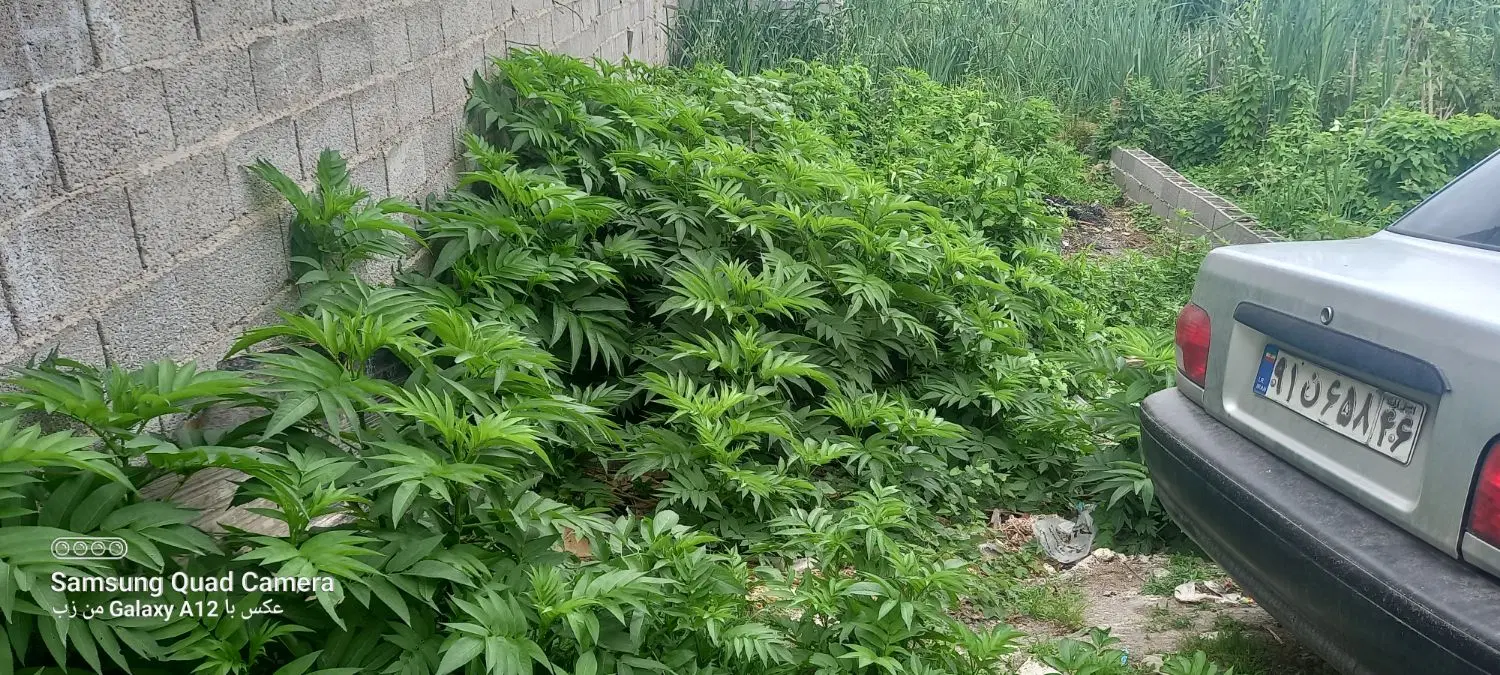 یک قطعه زمین در خیابان ایران