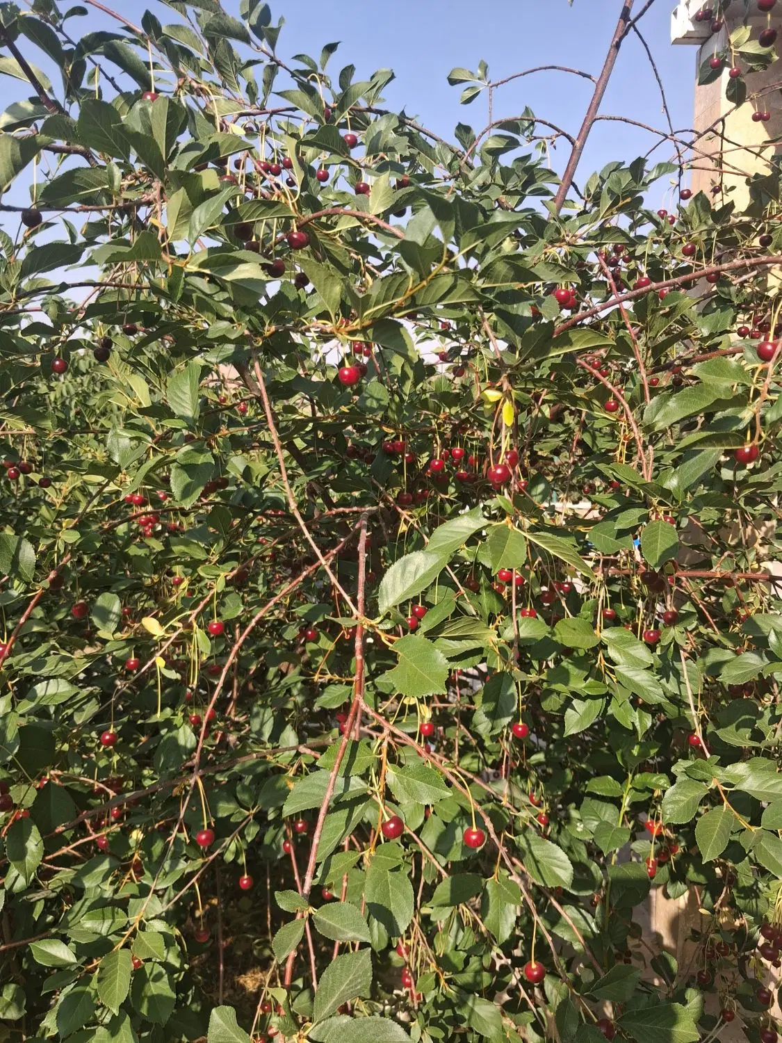 گوار زمین کشاورزی  ۳۵۰ متر