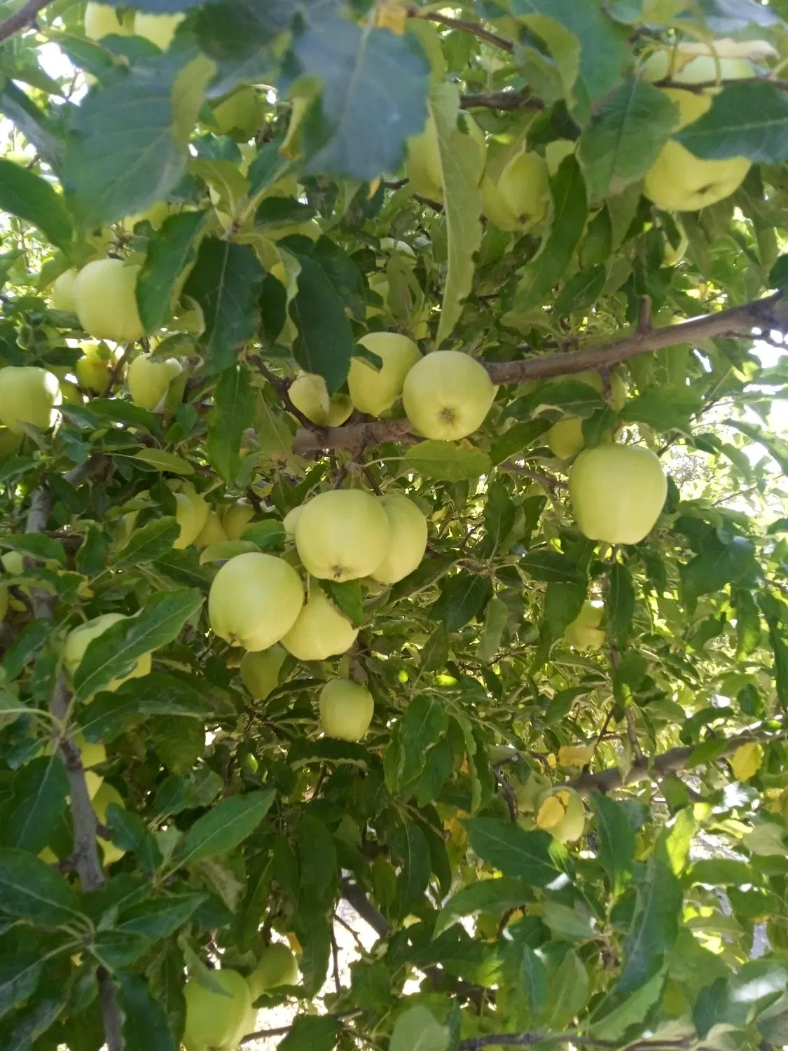 فروش ده هکتار باغ و زمین خالی