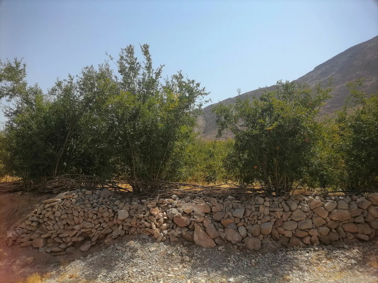 باغ انار ۶۳۰ متری تفت