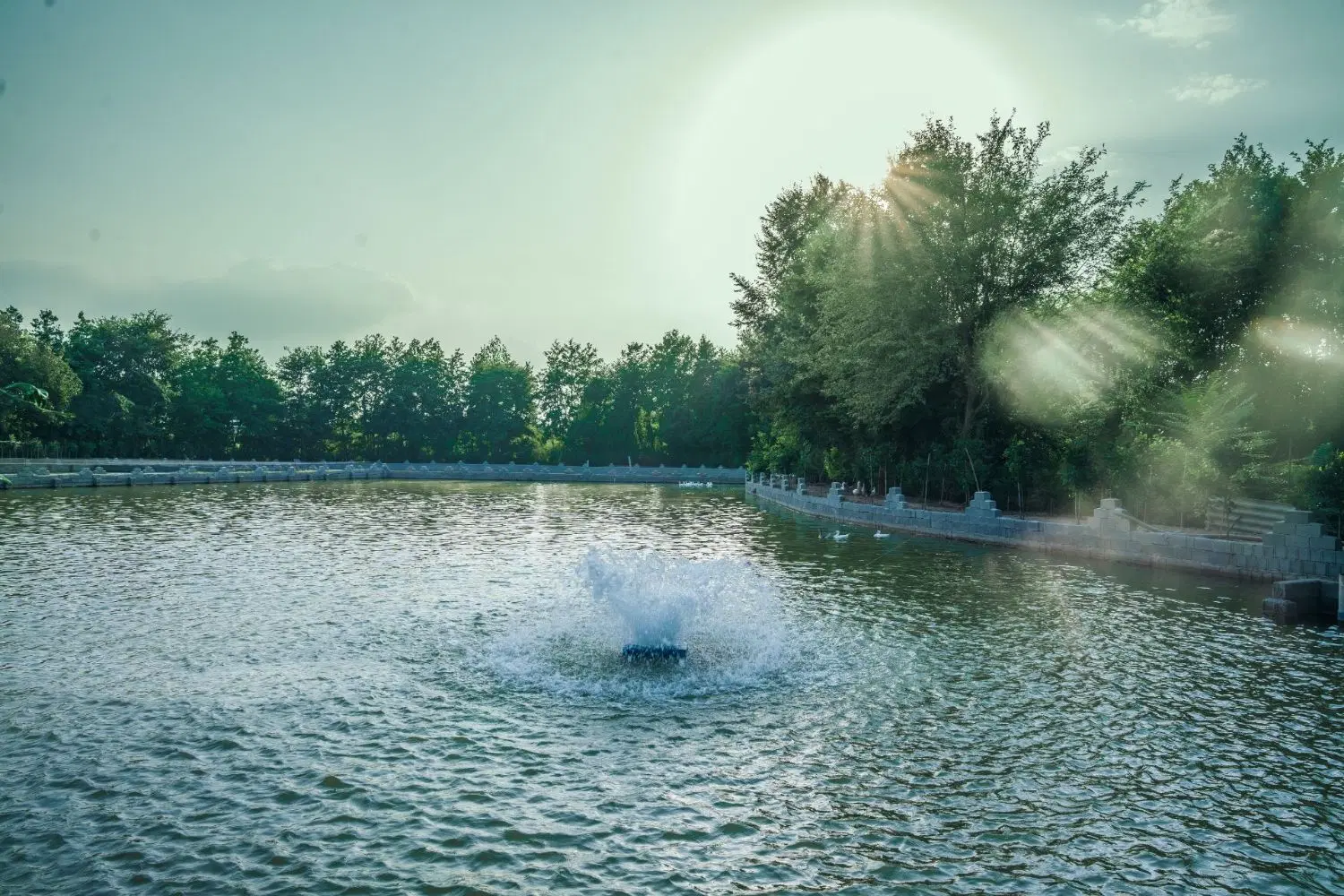 استخر ماهی سند تک برگ