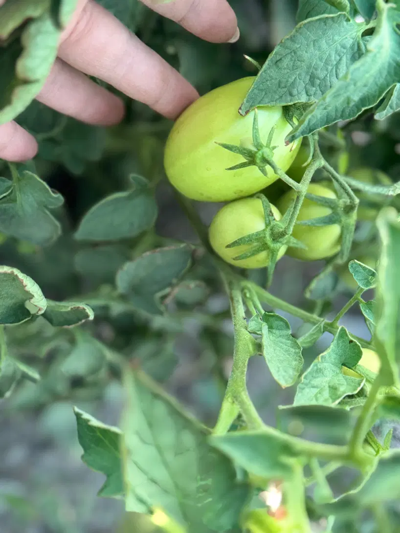 اجاره زمین گوجه فرنگی ۱طناب