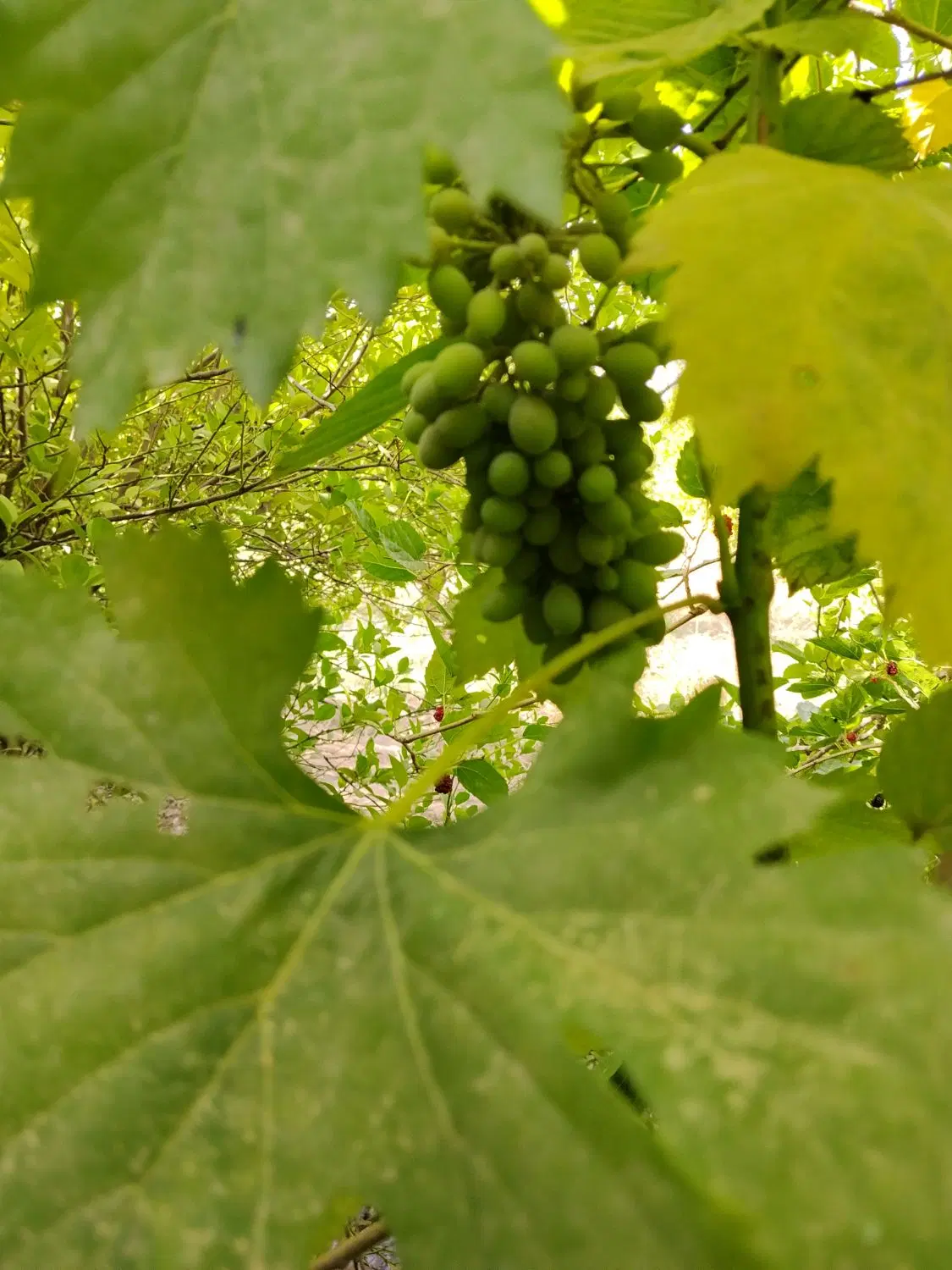 باغ.باغچه.بنوار حسین. شوهان علیا