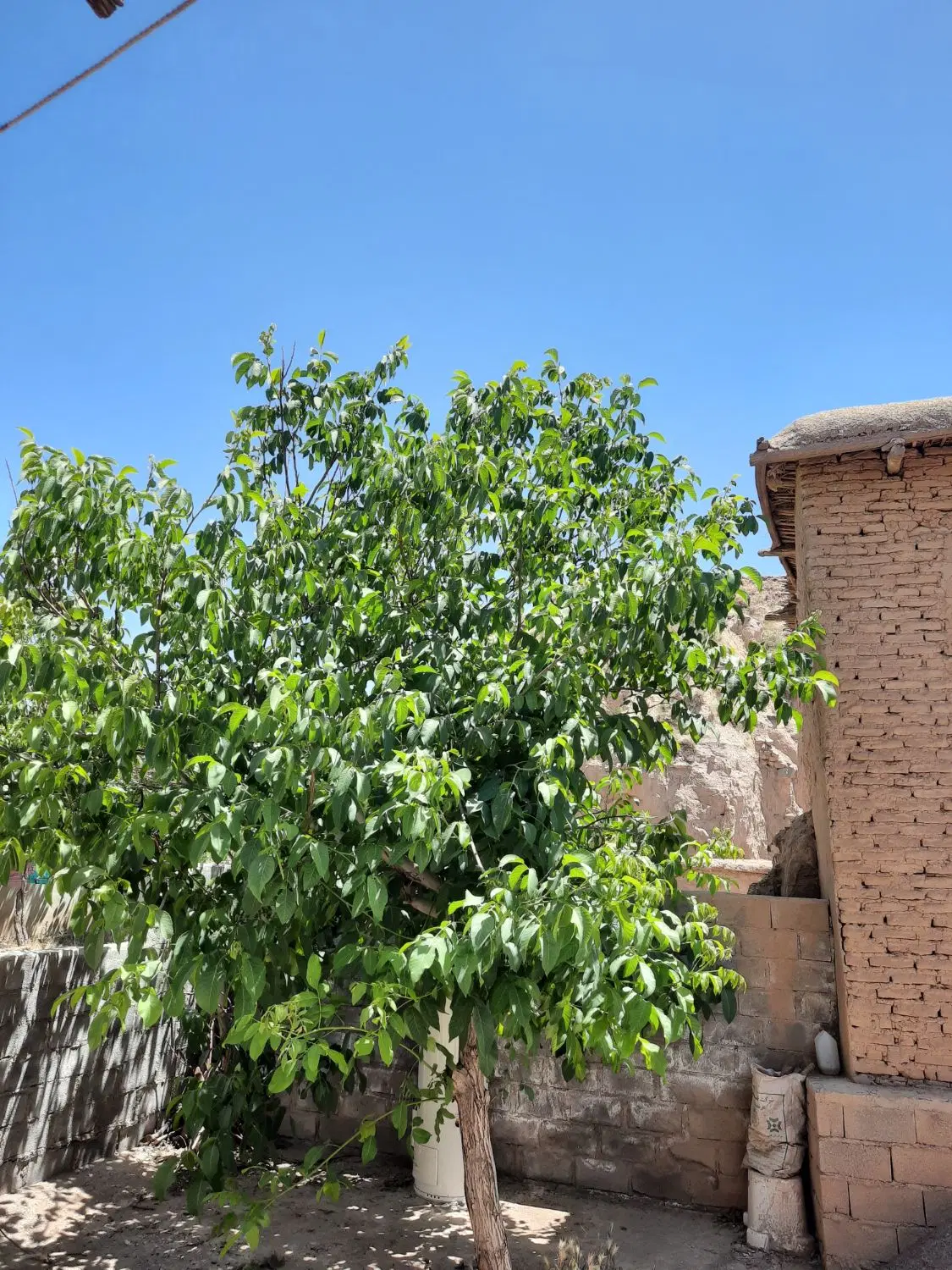 خانه فروشی در روستای سرسختی علیا