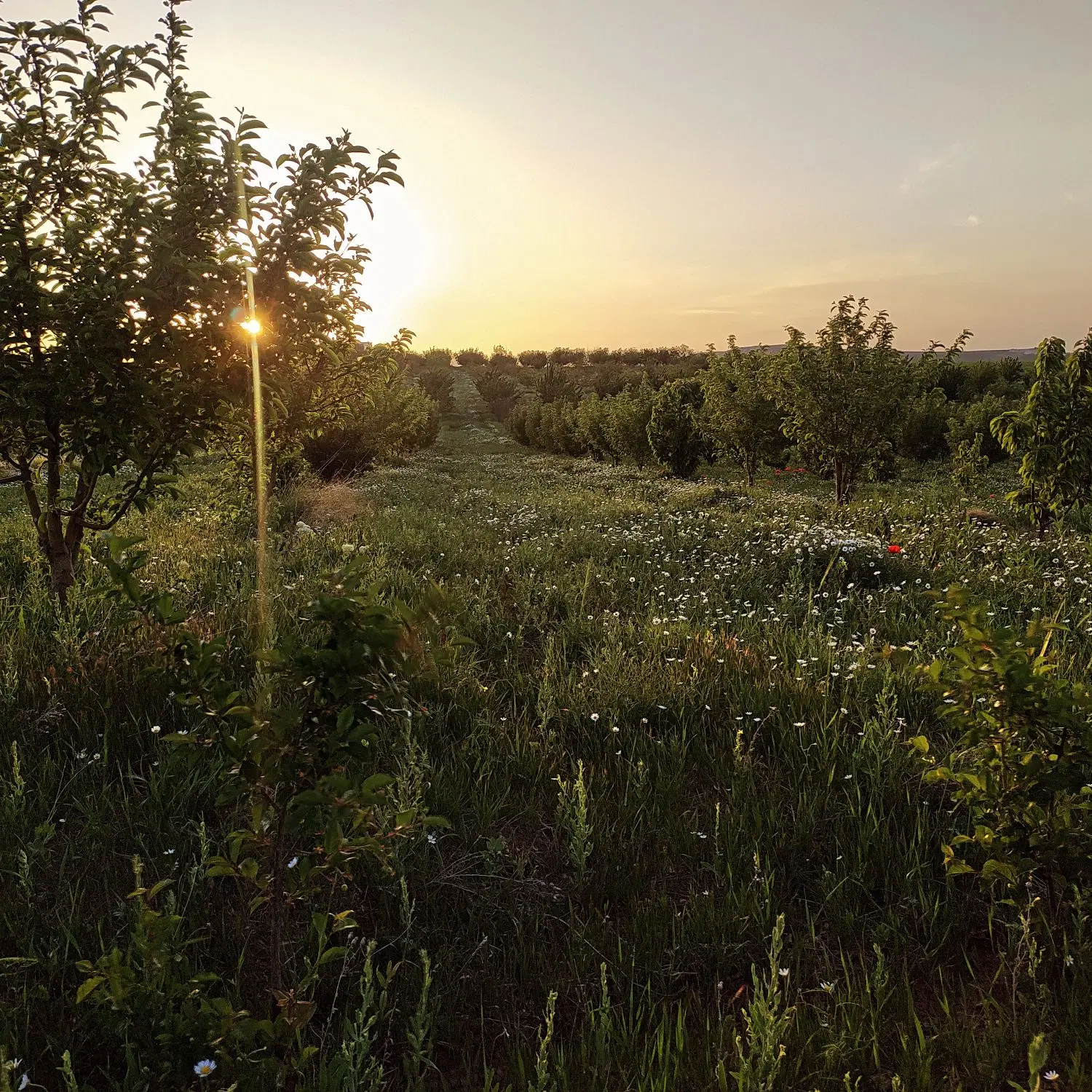 فروش زمین خانه باغ مسیر داربسر