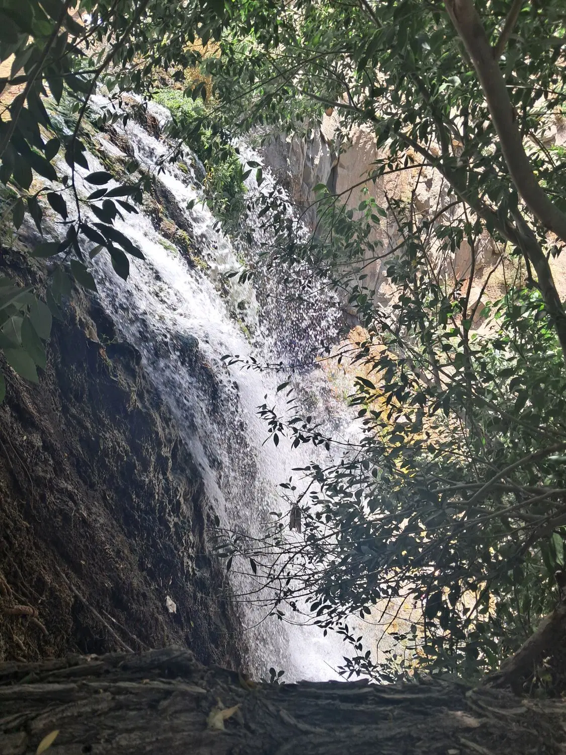 باغ پسته مزرعه زراعت