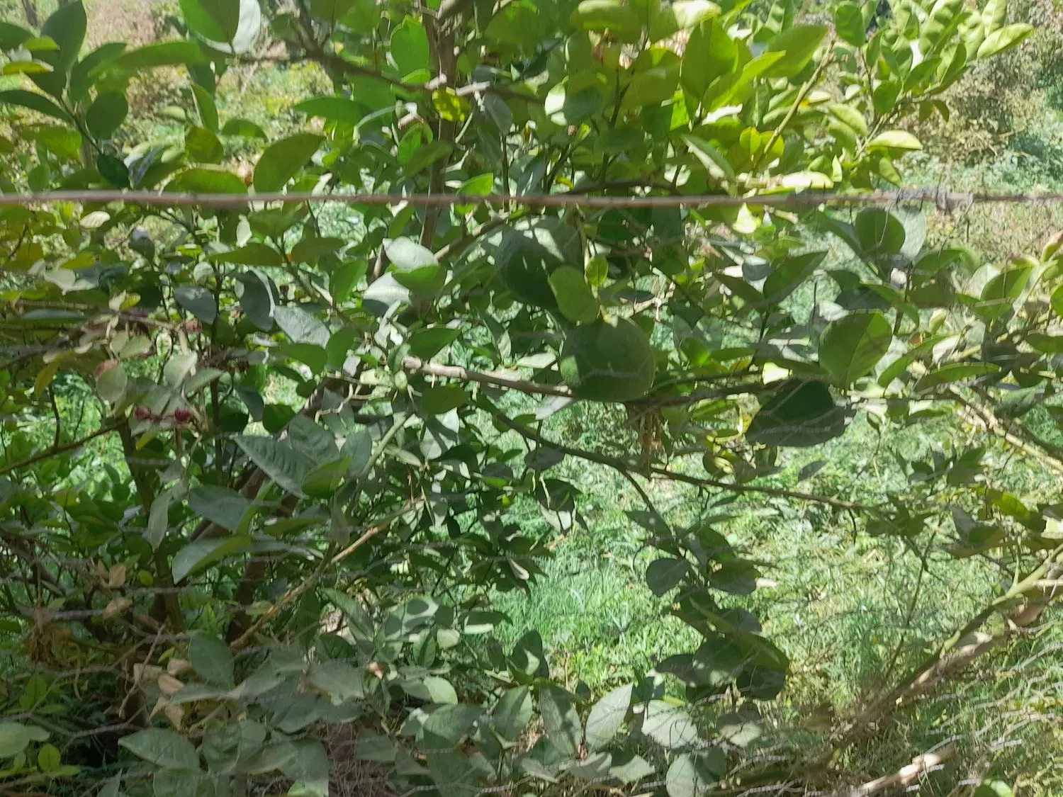 باغچه ویلایی
