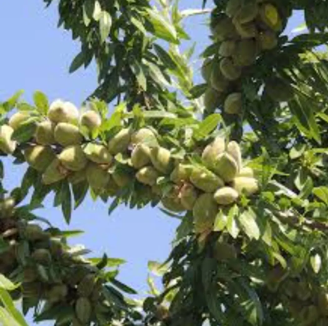 طرح سه جریبی عمان