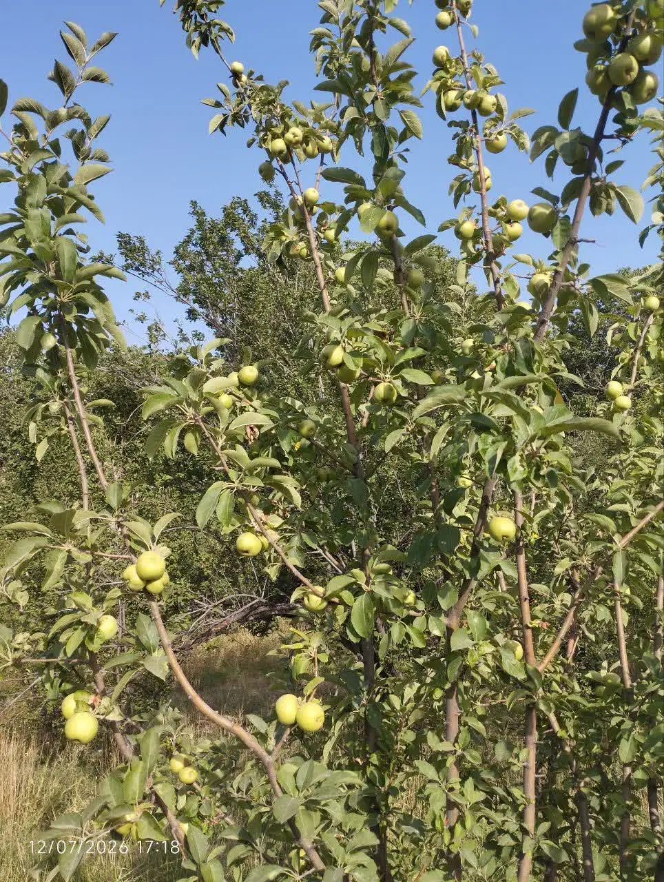 فروش باغ در روستای کهک