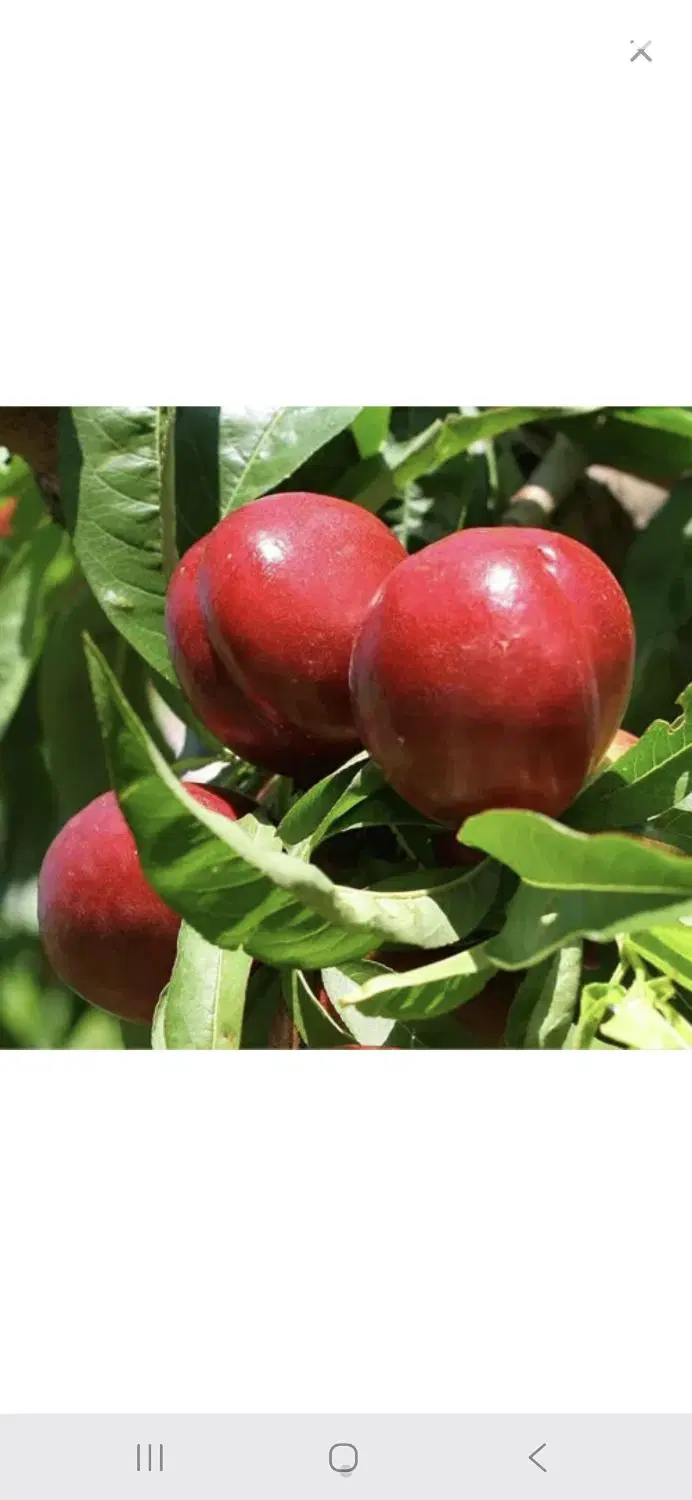فروش 1 هکتارزمین مزروعی درروستای قره قباق جعفرآباد