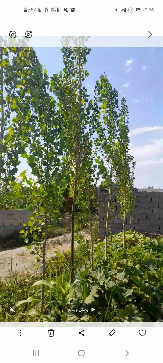 باغچه واقع در ترکمان