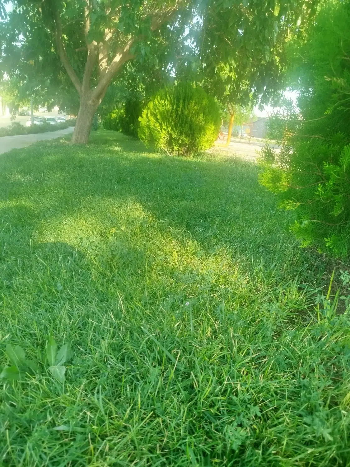 فروش زمین 6دانگ جوانی جمعیت لیل آباد و