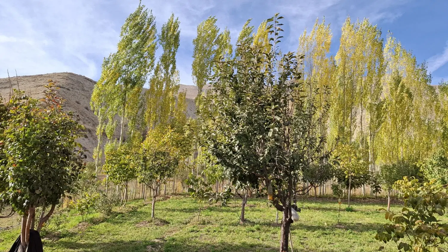 باغ در روستای لزور فوری فروشی