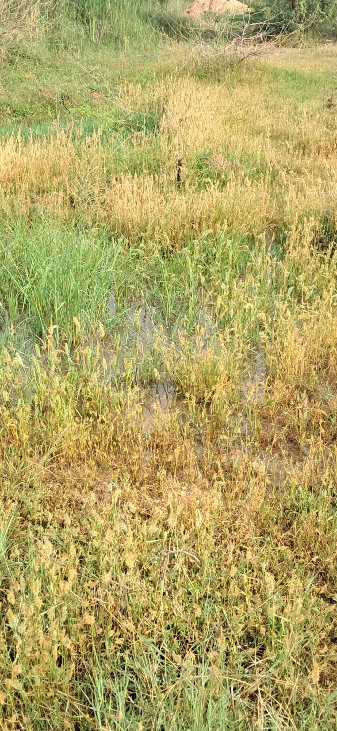 زمین مسکونی