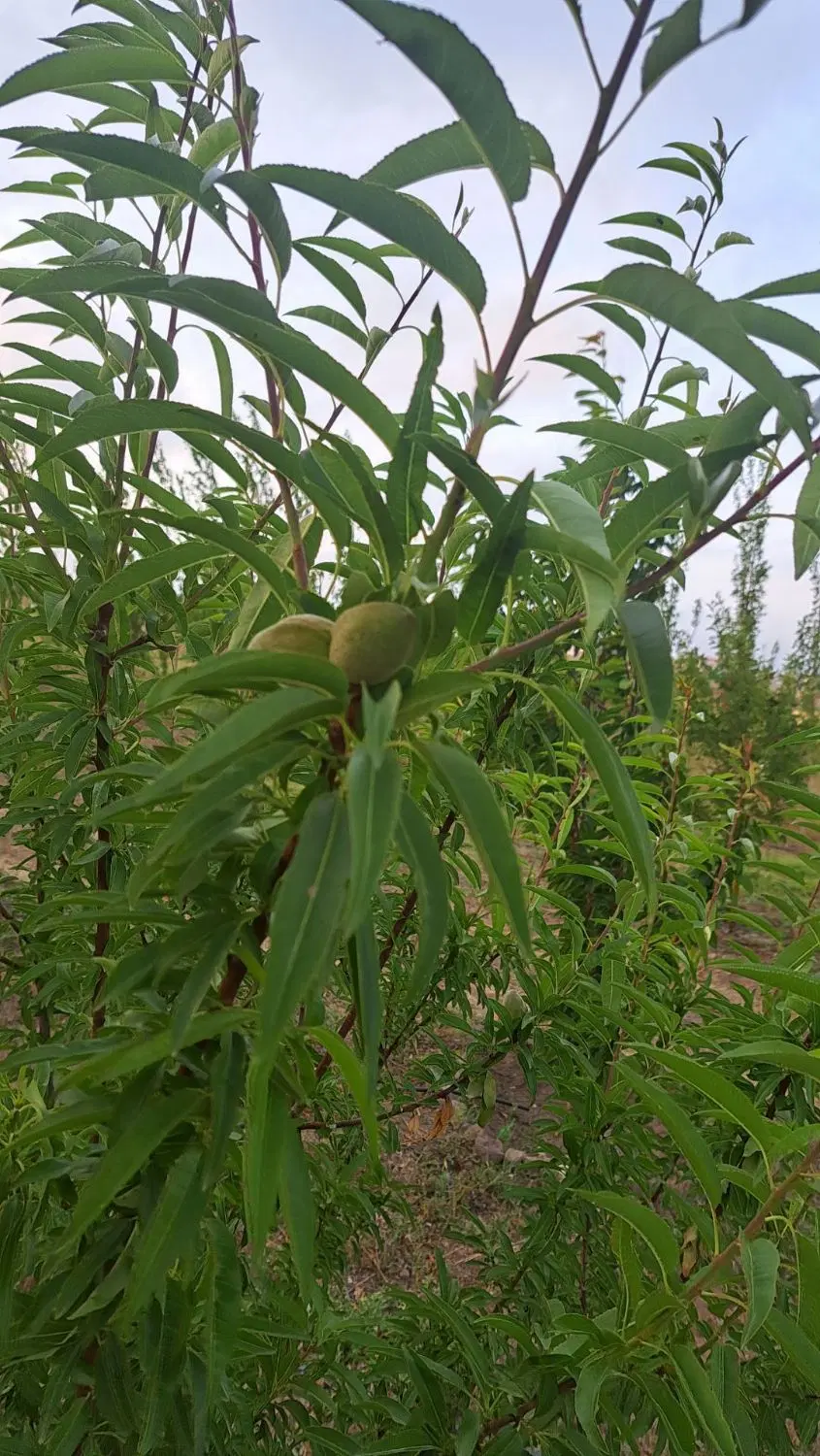 فروش باغ با کانکس