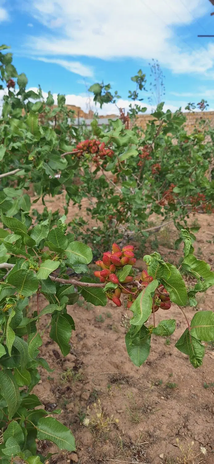باغ فروشی ساوه