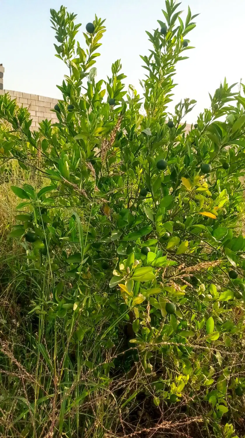 باغچه ویلایی مروارید بن جعفر