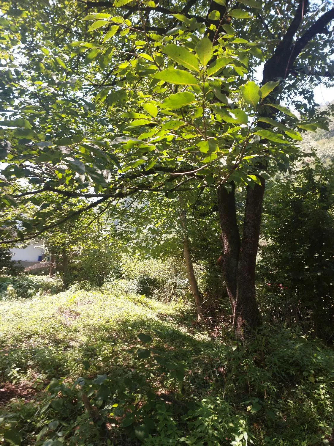 زمین باسندو پروانه در لاکتشون
