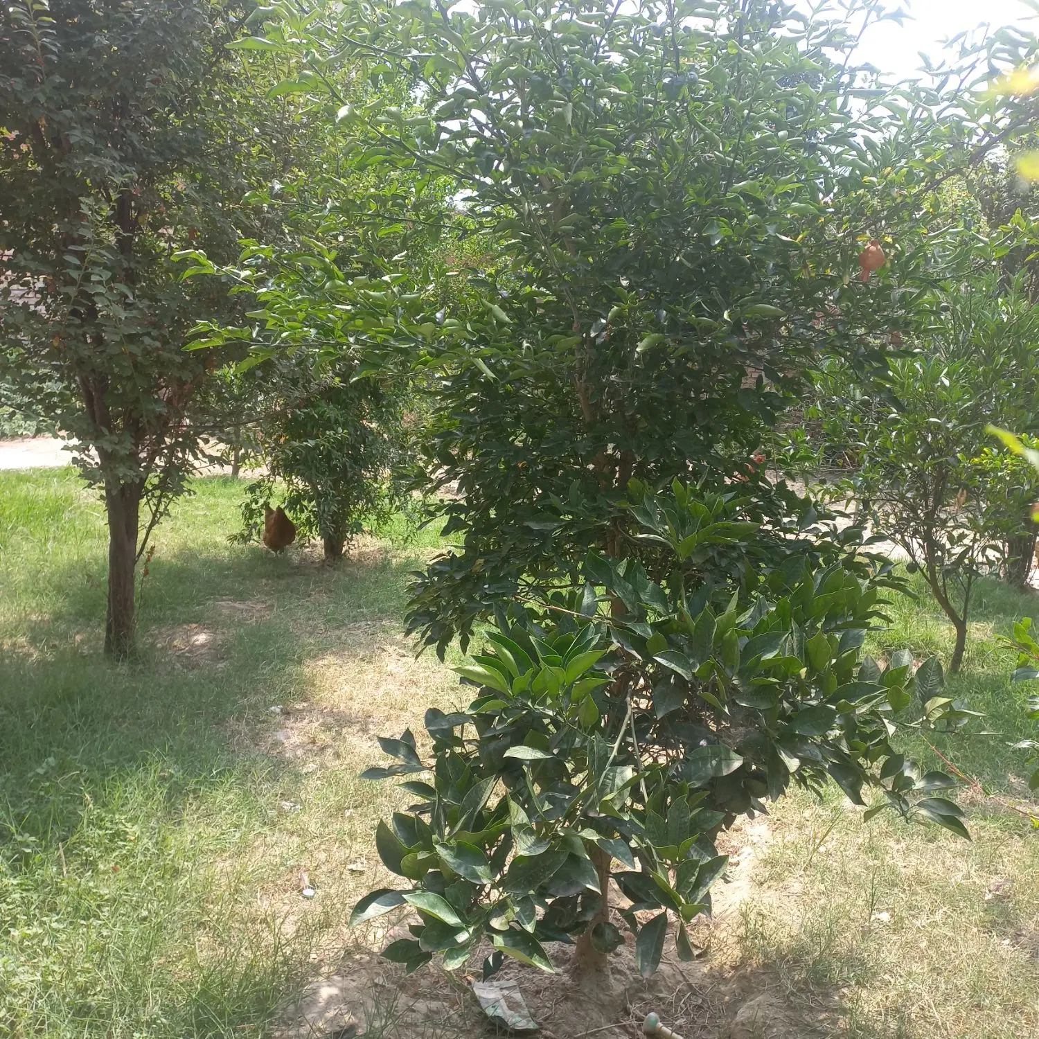 ویلا باغ