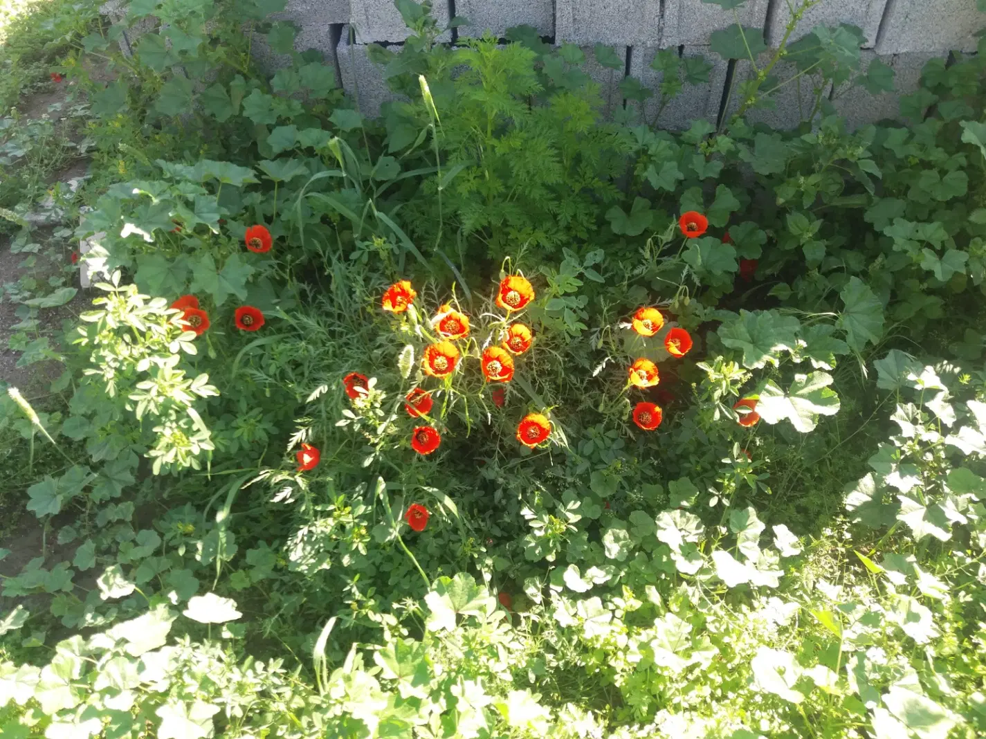 فروش زمین گنبد خ یاس ( چای بویین ) بالای ۶۰۰ متر