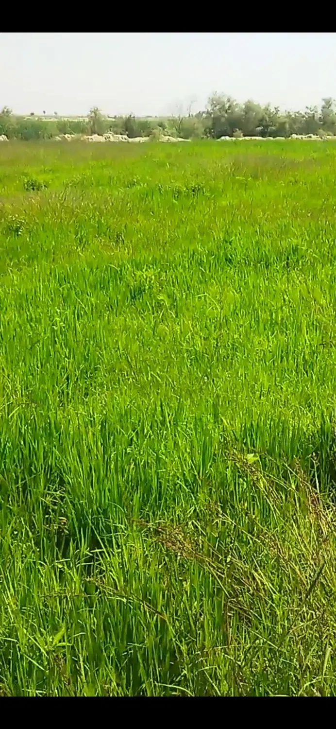 زمین کشاورزی سندمشاع