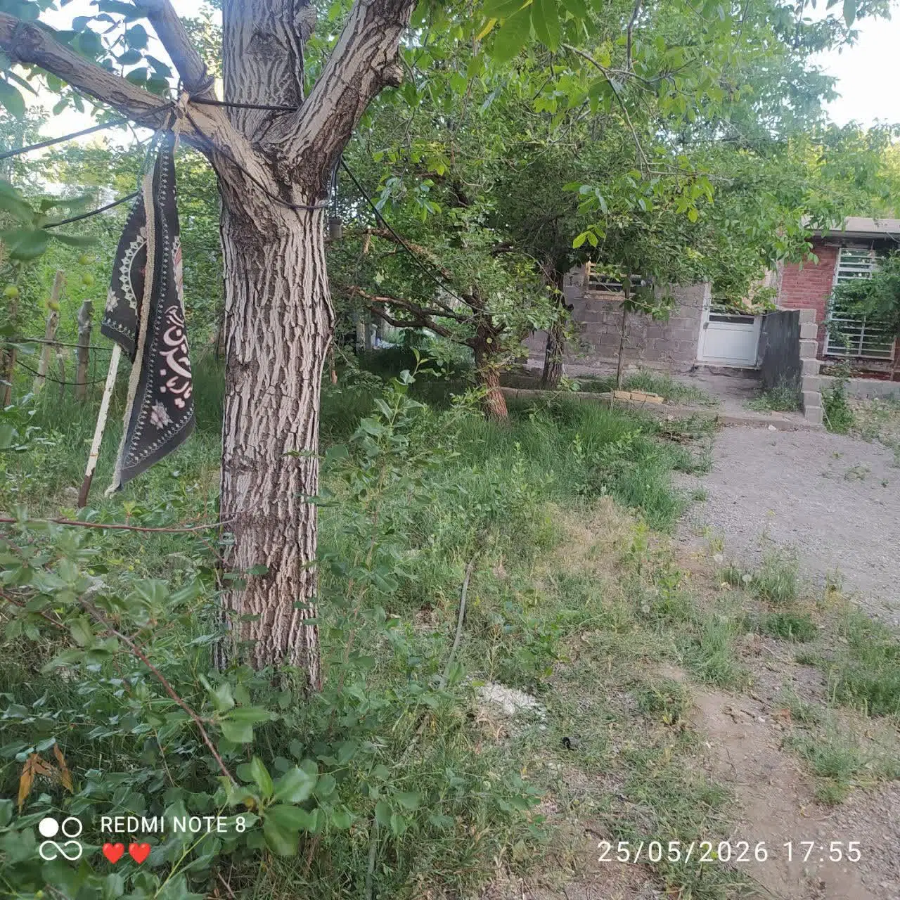 زمین واقع ساردوئیه روستای باغعلی شیر