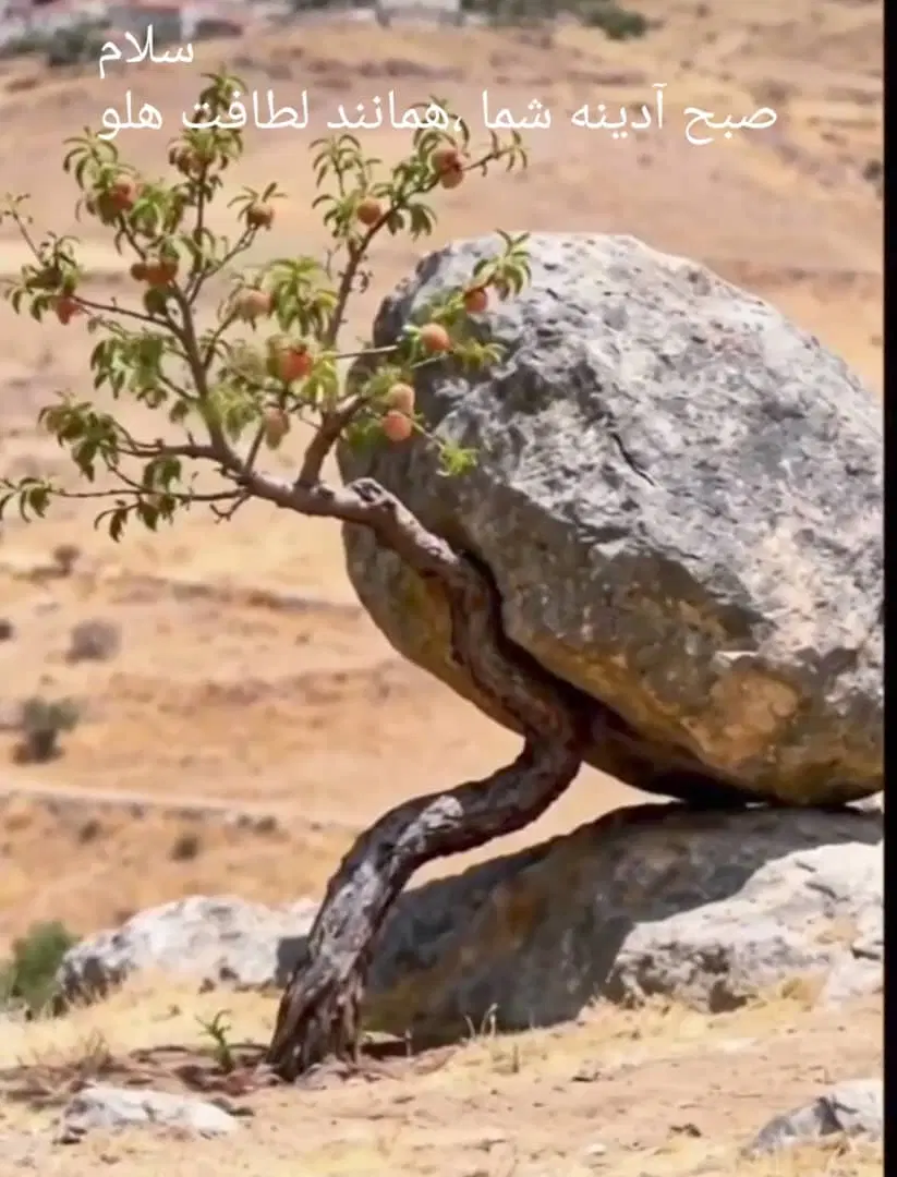 تیون تفیهان