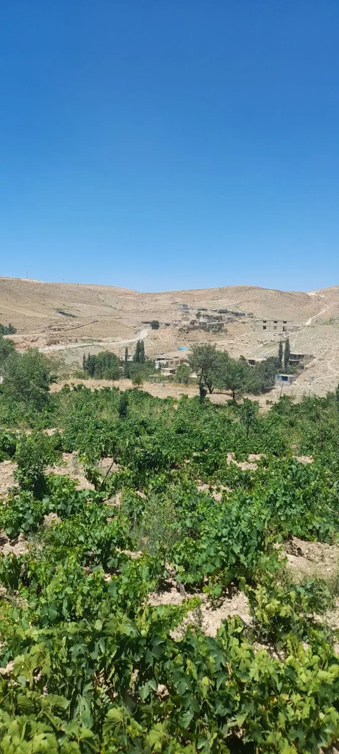 باغ انگور در روستای درصوفیان
