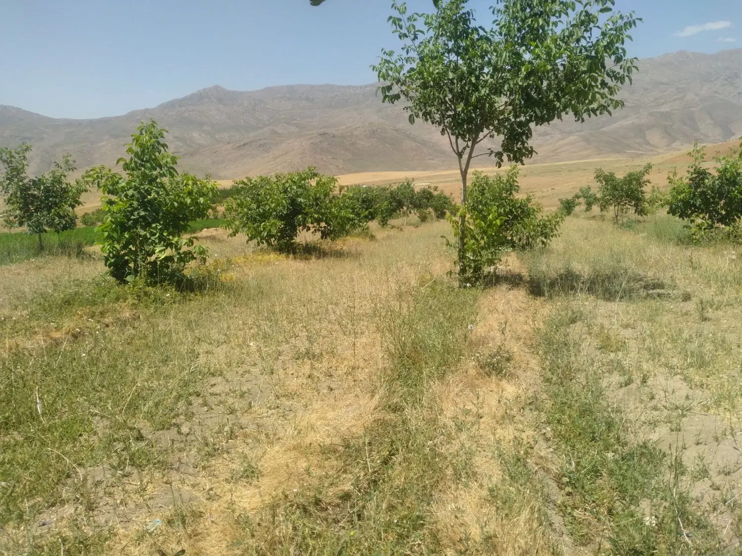سه هکتار زمین