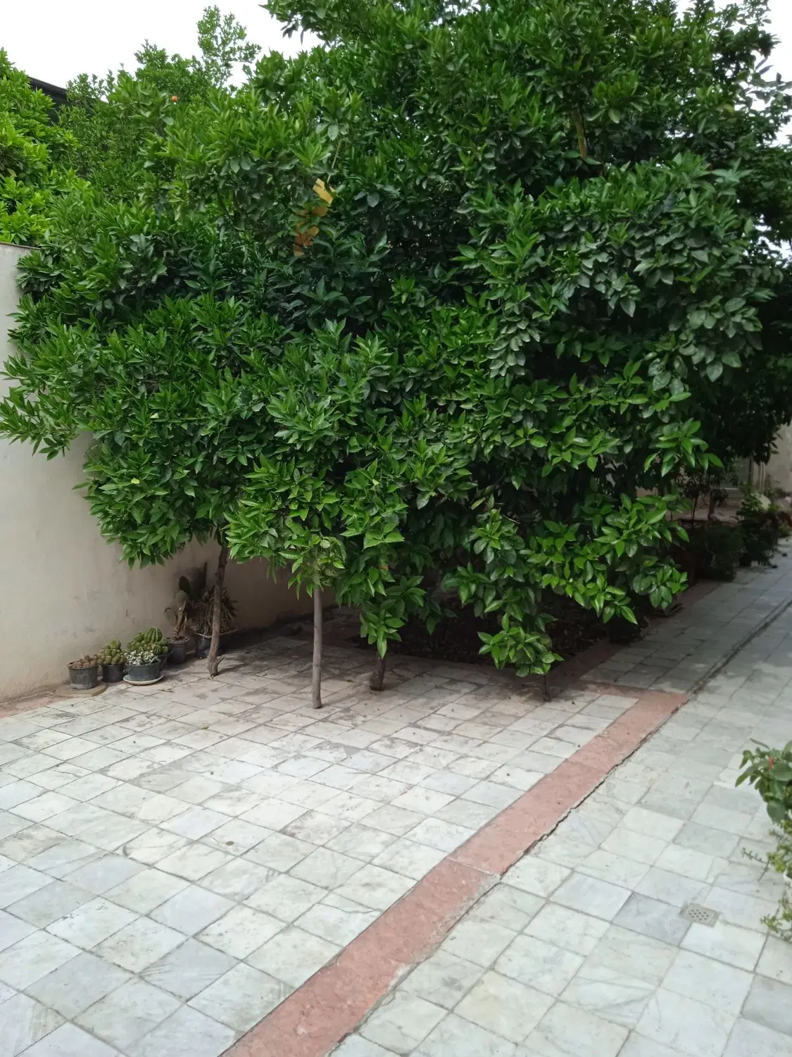زمین فروشی382متر جهاد