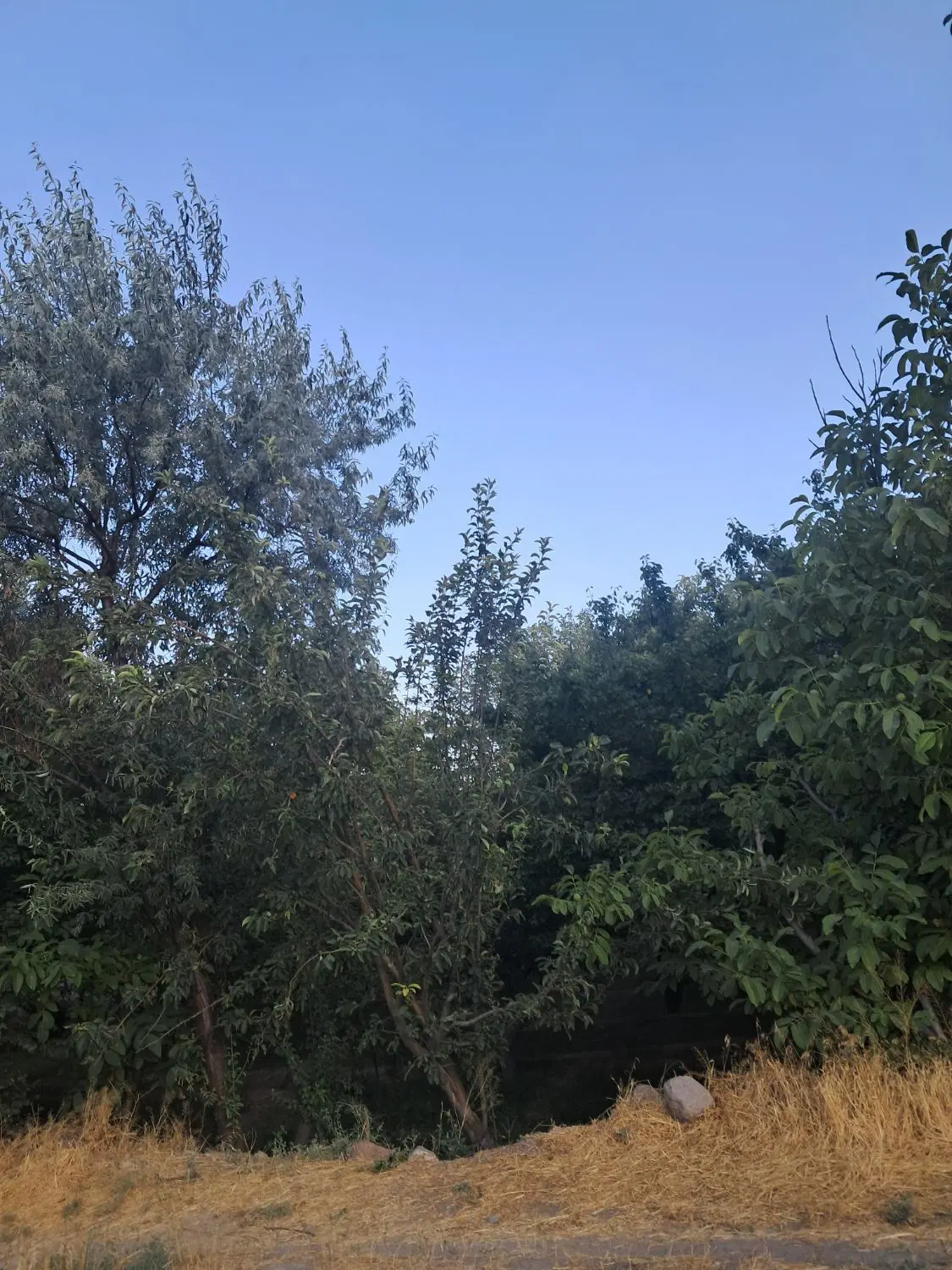 فروش زمین ۸۴ متری روستای چوان