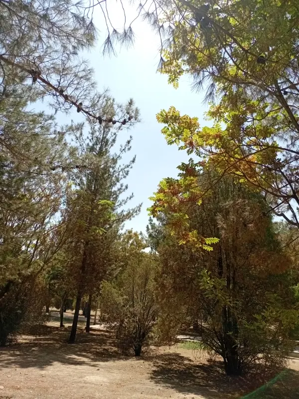 زمین باغی آینده دار خیابان کاوه