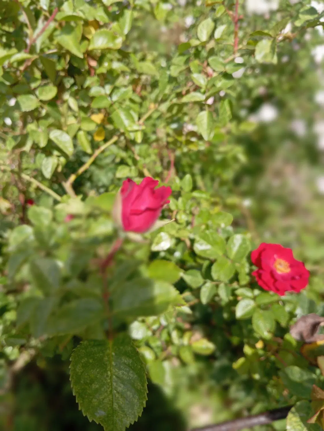 باغچه ۳۰۰متر دور دیوار و درب خوب ماشین رو