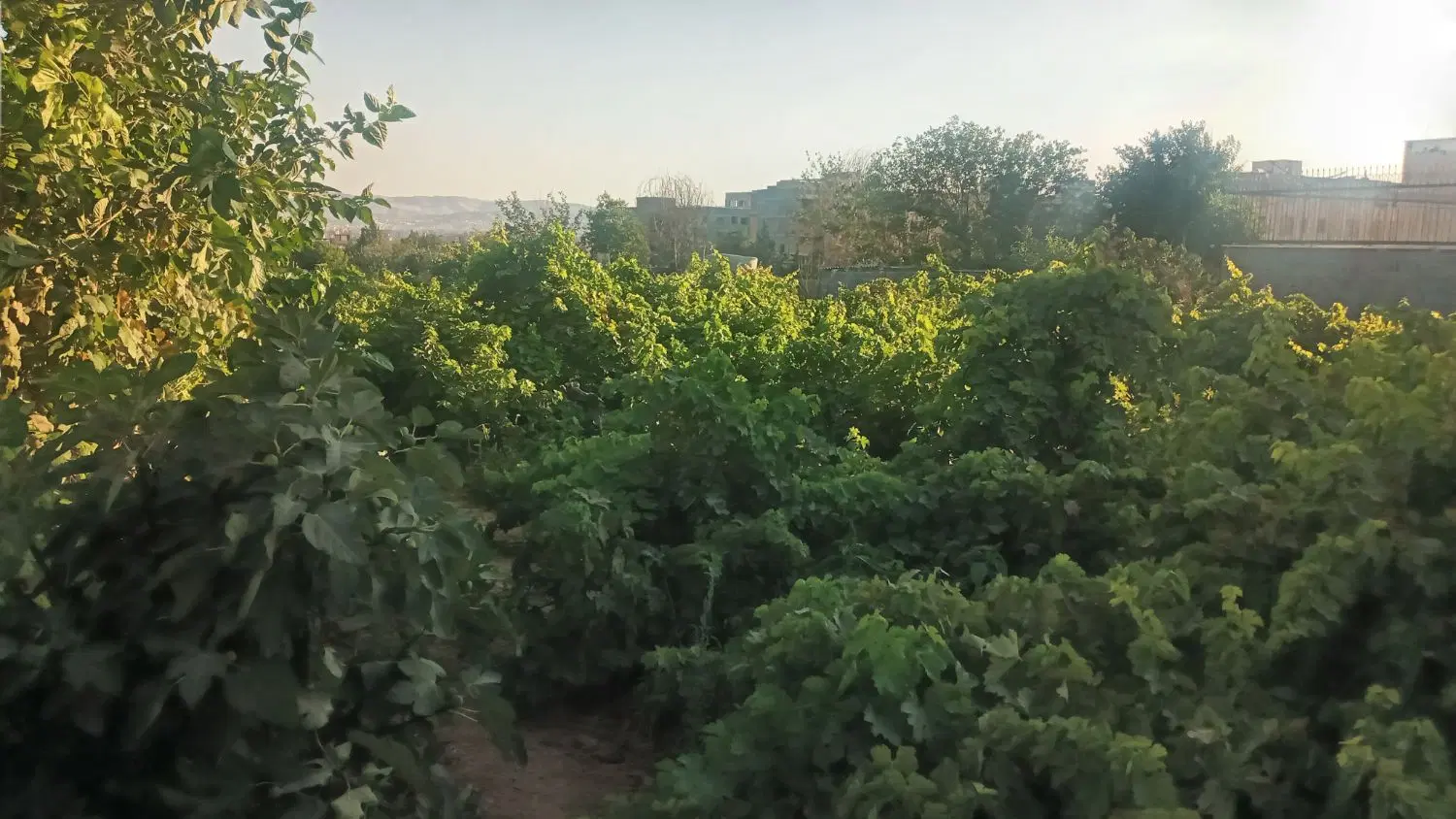 زمین ۲۰۰۰ متری سند تکبرگ کاربری مسکونی