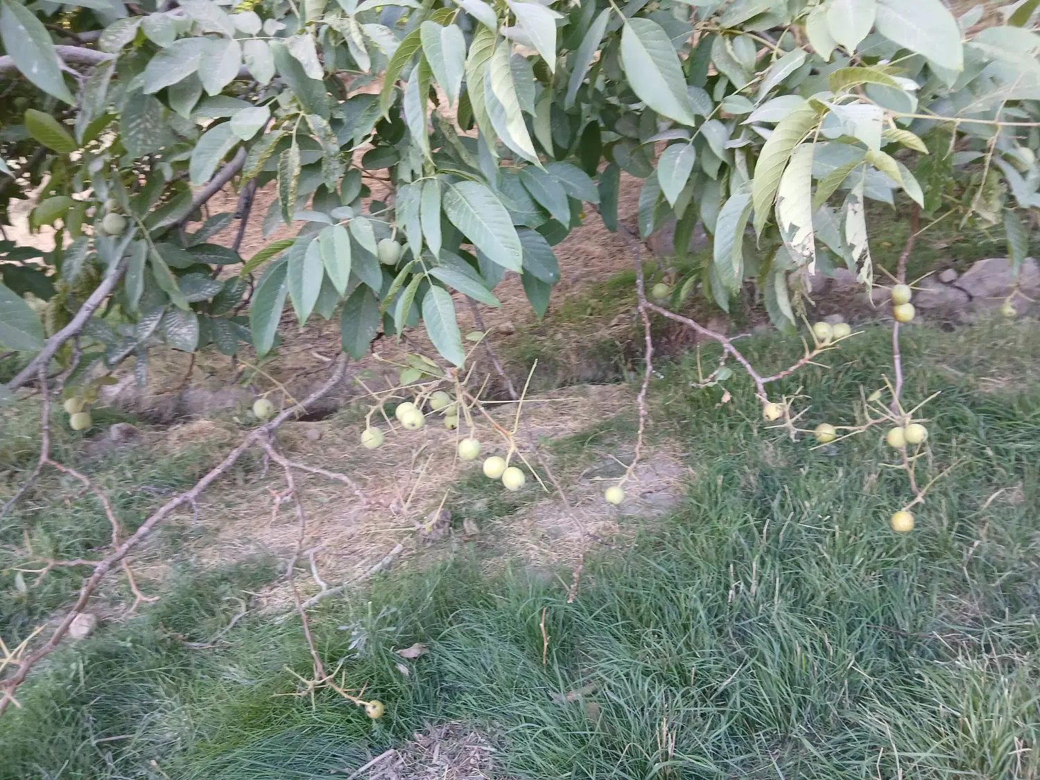 باغ گردواجاره