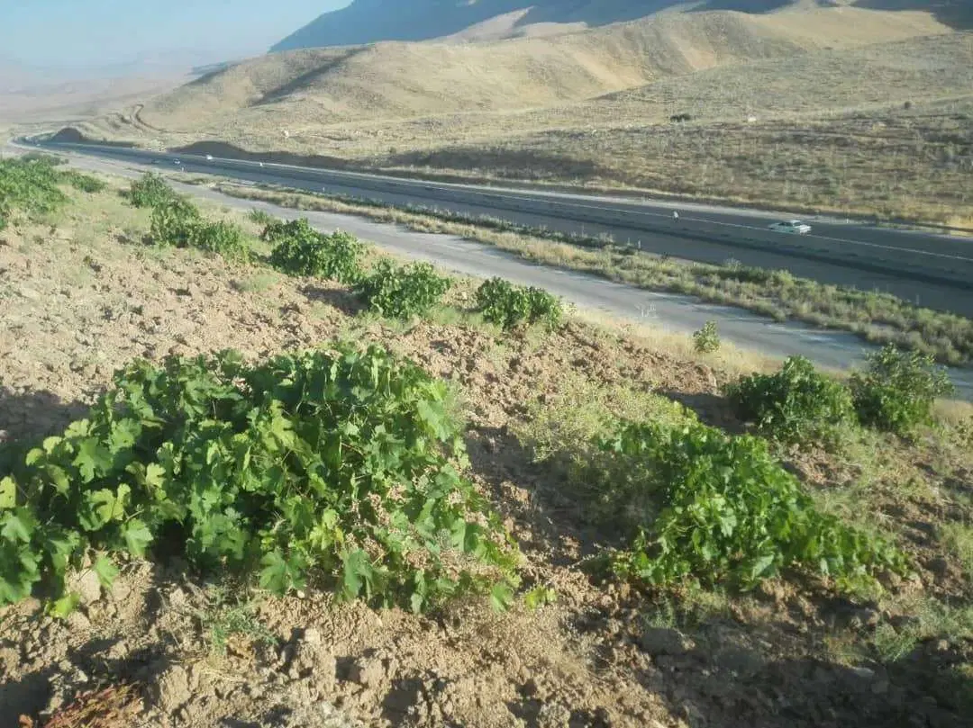 باغ انگور یاقوتی بر رو جاده اصلی شیراز خرامه