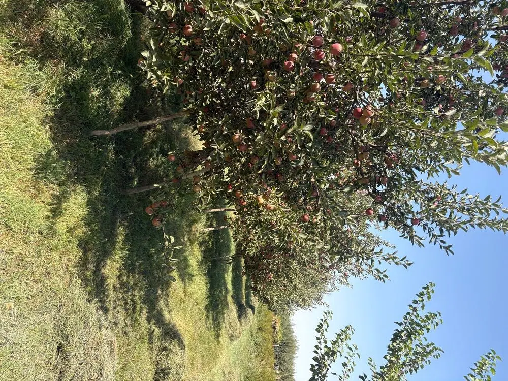 باغ سیب اجاره داده میشود